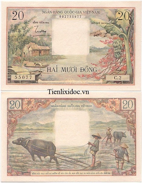 20 ĐỒNG BỤI CHUỐI